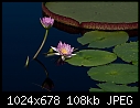 Jul26-A Water Lily - 20084370.jpg-20084370.jpg