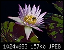 Jul26-B Water Lily - 20084381.jpg-20084381.jpg