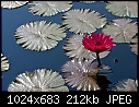 Jul26-C Water Lily - 20084408.jpg-20084408.jpg