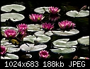 Jul26-D Water Lily - 20084413.jpg-20084413.jpg