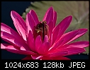 Jul26-E Water Lily - 20084423.jpg-20084423.jpg