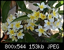 Aloha Plumeria-plumeria-frontdsc02340.jpg