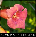 Garden Flowers - File 1 of 3 - P1030289 Trumpet Vine.jpg (1/1)-p1030289-trumpet-vine.jpg