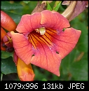 Garden Flowers - File 2 of 3 - P1030291Trumpet Vine.jpg (1/1)-p1030291trumpet-vine.jpg