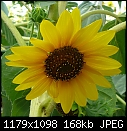 Garden Flowers - File 3 of 3 - P1030299 Sunflower.jpg (1/1)-p1030299-sunflower.jpg