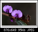 Click image for larger version

Name:	b-2317a-Hardenbergia-31-07-08-40-100.jpg
Views:	218
Size:	95.3 KB
ID:	9863