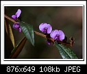 Hardenbergia violacea -2313-b-2313a-hardenbergia-31-07-08-40-100.jpg