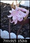 Amaryllis Belladonna - Closer-amaryllis-belladonnanaked-lady-dsc02356.jpg