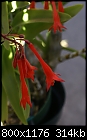 Click image for larger version

Name:	Fuchsia thalia DSC02344.jpg
Views:	384
Size:	314.1 KB
ID:	9871