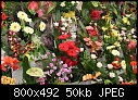 Flowers from Krakow Poland-img_2548.jpg