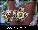 Click image for larger version

Name:	Stapelia variegata- DSC02363.jpg
Views:	435
Size:	223.6 KB
ID:	9945