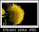 Golden Penda-1613 (Xanthostemon chrysanthus)-b-1613agoldpenda-06-08-08-30-400.jpg