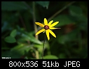 Woodland Sunflower-woodsun.jpg