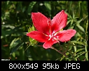 Click image for larger version

Name:	redhibiscus2.JPG
Views:	282
Size:	94.7 KB
ID:	9950
