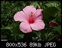 Click image for larger version

Name:	pinkhibiscus.JPG
Views:	323
Size:	89.0 KB
ID:	9952