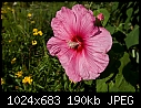 Hibiscus-1  - 2008451.jpg-2008451.jpg