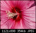 Hibiscus-2  - 20084517b.jpg-20084517b.jpg