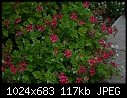 Click image for larger version

Name:	Pelargonium001.jpg
Views:	252
Size:	116.5 KB
ID:	9961