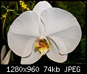 Click image for larger version

Name:	White Orchid.jpg
Views:	319
Size:	73.8 KB
ID:	9963