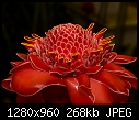 Click image for larger version

Name:	Torch Ginger.jpg
Views:	329
Size:	267.7 KB
ID:	9964