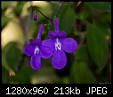 Tiny purple flowers in hanging basket-tiny-purple-flowers-hanging-basket.jpg