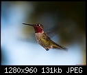 Click image for larger version

Name:	Male Anna's Hummer hovering.jpg
Views:	365
Size:	130.7 KB
ID:	9967