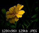 Click image for larger version

Name:	Yellow flower.jpg
Views:	333
Size:	128.8 KB
ID:	9968