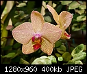 Click image for larger version

Name:	Orchid.jpg
Views:	346
Size:	399.8 KB
ID:	9969