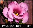 Pink flower-pink-flower.jpg
