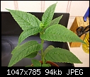 Any idea what these seedlings are?-dscf0145.jpg