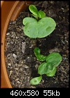 Any idea what these seedlings are?-dscf0146.jpg