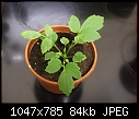 Any idea what these seedlings are?-dscf0148.jpg
