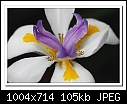 Click image for larger version

Name:	b-3081a-dietes-14-08-08-40-100.jpg
Views:	300
Size:	104.5 KB
ID:	9978