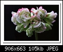 Click image for larger version

Name:	b-3072-geranium-14-08-09-40-100.jpg
Views:	275
Size:	104.9 KB
ID:	9983