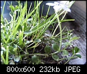 Plant identifcation please-mystery-plant-2-.jpg