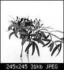 Mystery plant id anyone help?-plant-unknown.jpg