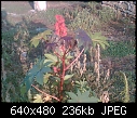 Click image for larger version

Name:	flora_unk_redstalk.JPG
Views:	616
Size:	235.7 KB
ID:	12141