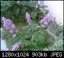 Click image for larger version

Name:	flora_purple_unk.JPG
Views:	1075
Size:	902.7 KB
ID:	12142