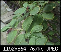 Click image for larger version

Name:	flora_unk_kati.JPG
Views:	823
Size:	767.3 KB
ID:	12143