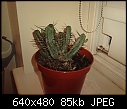 Can anybody help identify this cactus?-p181209_17.310001.jpg