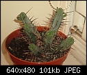 Can anybody help identify this cactus?-p181209_17.320001.jpg