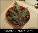 Can anybody help identify this cactus?-p181209_17.320002.jpg