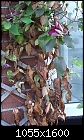 What are these plants, and how do I not kill them!-creeper-3.jpg