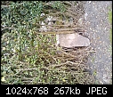 Hedge/border/garden advice please help-p0938%5B01%5D_15-04-10.jpg
