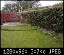 Hedge/border/garden advice please help-p0938%5B02%5D_15-04-10.jpg