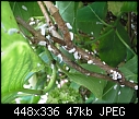hydrangea infestation, anyone advise-p7040094a.jpg