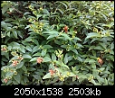 do you know this shrub?-24072010063-1-.jpg