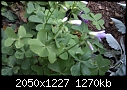 Help needed with invasive Plant at Hospice-imag0090.jpg