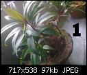 Urgent Help Needed Identification Of Unknown Plants-image3031.jpg