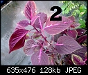 Urgent Help Needed Identification Of Unknown Plants-image3034.jpg